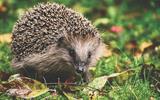 alexas_fotos-hedgehog-3703244_640